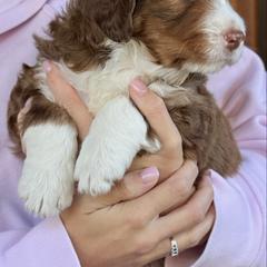 Boy 1 - male Australian Mountain Doodle puppy in Chattanooga, Tennessee from River City Doodles TN