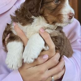 Boy 1 - male Australian Mountain Doodle puppy in Chattanooga, Tennessee from River City Doodles TN