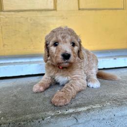 Strawberry - Apricot female Goldendoodle puppy in Montgomery, Texas from Dacus Doodles