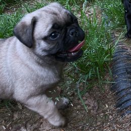 Pug Puppies from Galaxy Pugs of Georgia