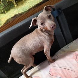 BLFM2-Light Blue - Fawn (isabella) and tan male Miniature Pinscher puppy in Middle Point, Ohio from Knisely's Min Pins-AKC