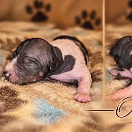 Orange Male - White and black male American Hairless Terrier puppy in Alabama from Flipside Dogs