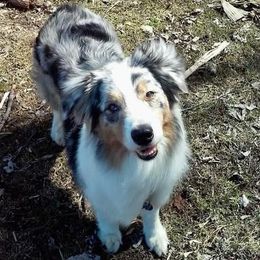 Willow - Australian Shepherd
