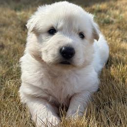 Blaze - White male German Shepherd puppy in Bexar County, Texas from Scenic Creek German Shepherds and White Swiss Shepherds
