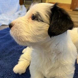 Girl 2 - White and badger female Sealyham Terrier puppy in Holden, Missouri from Thistle and Rock Sealyham Terriers