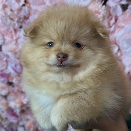 Pomeranian Puppies from Nel’s Pomeranians