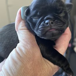 Boy 2 - Silver male Pug puppy in Checotah, Oklahoma from Baxter Family Pugs