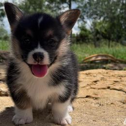 Female 2 - Black and tan female Pembroke Welsh Corgi puppy in Stephenville, Texas from Rising JM Pembrokes