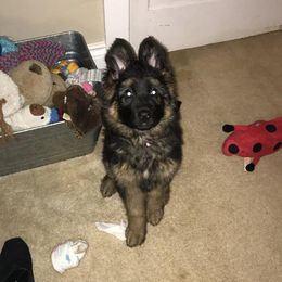 German Shepherd Puppies from Countryside Kennel