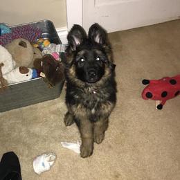 German Shepherd Puppies from Countryside Kennel