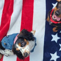Dachshunds from Mylo's Dachshund's of Texas