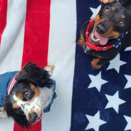 Dachshunds from Mylo's Dachshund's of Texas