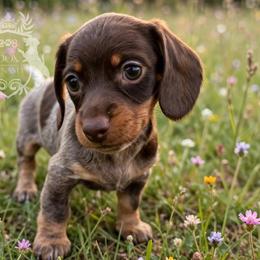 Liberty - Piebald female Dachshund puppy in Mesquite, Texas from 208 Dox Dynasty