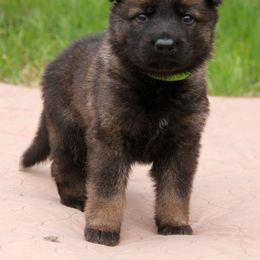 German Shepherd Puppies from Vom Anfang German Shepherds