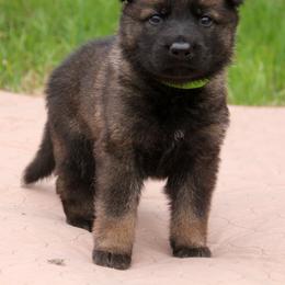 German Shepherd Puppies from Vom Anfang German Shepherds