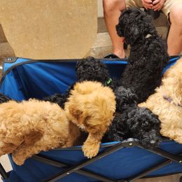 Goldendoodles from The Earl Dood(le)s