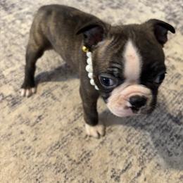 L. Brindle Girl Pearl - Black brindle and white female Boston Terrier puppy in Mc Donough, Georgia from Ballard Boston Terriers