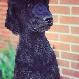 Poodles from Zodiac Standard Poodles