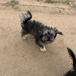 Lulu - Black female Companion Cross puppy in Calhan, Colorado from Millennium Falcon Kennels