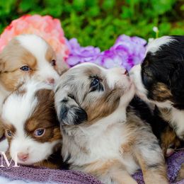 Toy Australian Shepherds from Twin River Toy Aussies