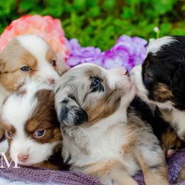 Toy Australian Shepherds from Twin River Toy Aussies