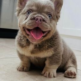 Gucci - Tricolors male French Bulldog puppy in San Diego, California from Hlop Frenchies LLC