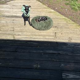 Carmen - Italian Greyhound