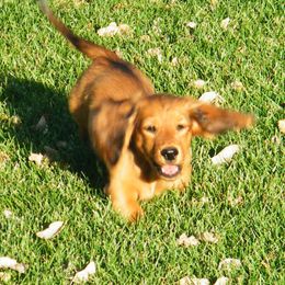 Dachshund Puppies from Dandydox Dachshunds