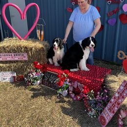 English Springer Spaniel All Grown Up from Llewellyn Farms English Springer Spaniels