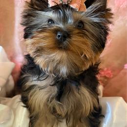 Celeste - Blue and gold female Yorkshire Terrier puppy in Daggett, Michigan from Hetzel’s Enchanted Yorkies (Michigan)