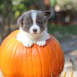 Orion - Gray and white male American Corgi puppy in Plains, Montana from Diamond Corgis