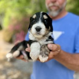 Wilson - Tri-color Bernedoodle puppy in Ferguson, North Carolina from Elevated Standards NC