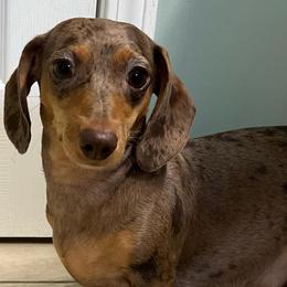 Gertie - Dachshund