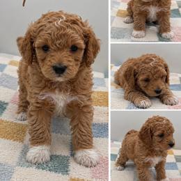 Fred - Red  male Poodle puppy in Grass Valley, California from Sapphire Ridge Poodles