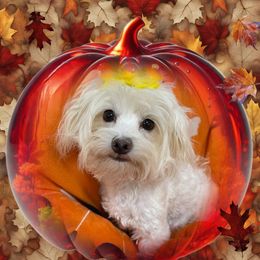Chantilly - Maltese