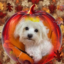 Chantilly - Maltese