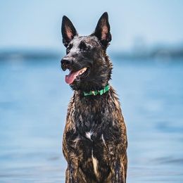 Creed - Dutch Shepherd