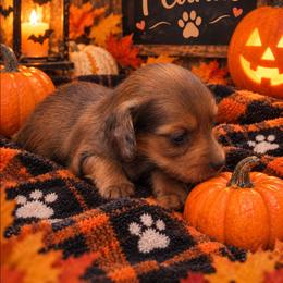 Peanut - Dapple female Dachshund puppy in Price, Utah from Smiling Dog Dachshunds