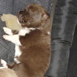 Girl 1 - Lavender female Pomeranian puppy in El Sobrante, California from Little Lovers Kennels, LLC