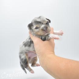 Confetti- TINY - Blue merle female Chihuahua puppy in Bulls Gap, Tennessee from Smokey Mountain Chihuahuas