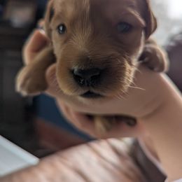 Golden Retriever Puppies from Floden Farm Golden Retrievers