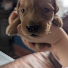 Golden Retriever Puppies from Floden Farm Golden Retrievers