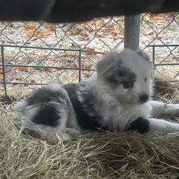 Mystery Saja - Blue merle male Miniature Australian Shepherd puppy in Interlachen, Florida from Lucky Bones Miniature Australian Shepherds