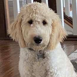 Goldendoodles from Goff’s Goldens