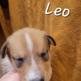 Leo - Sable male Collie puppy in Mattoon, Illinois from Gold Leaf Collies