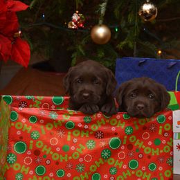 Labrador Retriever Puppies from Mill Stream Labradors