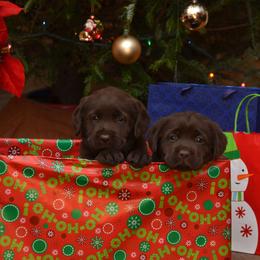 Labrador Retriever Puppies from Mill Stream Labradors