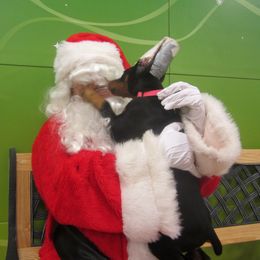 Doberman Pinscher Puppies from Laurel Vail