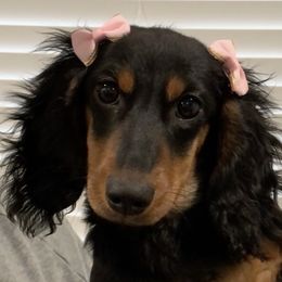 Dachshunds from Slinky Dachshund