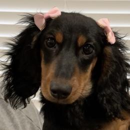 Dachshunds from Slinky Dachshund